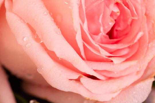 Closeup Pink roses for love on Valentine's Day - Powered by Adobe