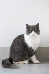 Cute British short-haired cat, indoor shooting