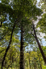 Waipoua Forest, New Zealand