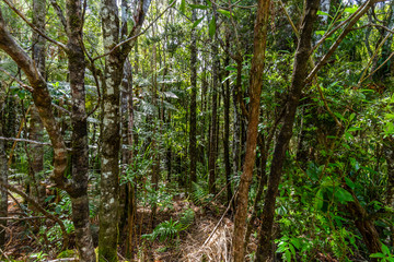 Fototapeta premium Waipoua Forest, New Zealand