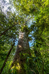 Kauri tree in Waipoua Forest, New Zealand