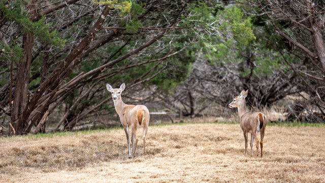 Two Deers Standing on Dry Grass About to Run Away