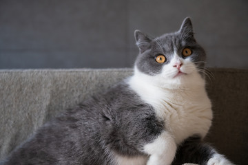 Obraz na płótnie Canvas Cute British short-haired cat, indoor shooting