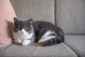 Obraz na płótnie Canvas Cute British short-haired cat, indoor shooting