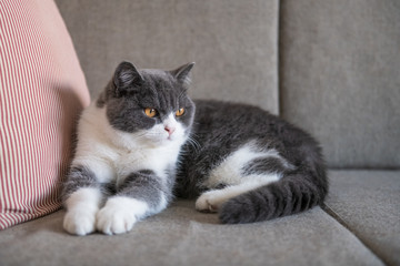 Cute British short-haired cat, indoor shooting