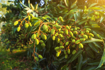 Unripe green fruit Lychee (litchi) on tree, Lychee the tropical and subtropical fruits native.