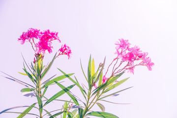 Oleander flower, flower background, Pink flower in the morning.