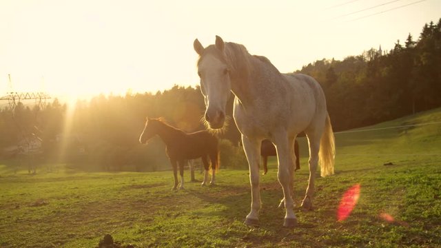 SUN FLARE, SLOW MOTION: Golden sunset illuminates the calm countryside and the beautiful senior horses enjoying their retirement. Majestic white horse walks around the calm ranch for older horses.