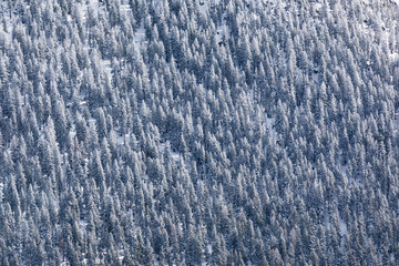 Dense Snow Covered Trees In Lake Tahoe