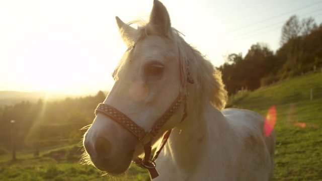 SLOW MOTION PORTRAIT LENS FLARE: Beautiful white pony looking into the camera on a sunny summer morning. Adorable young stallion enjoying the peaceful sunset on the big ranch in Slovenian countryside.