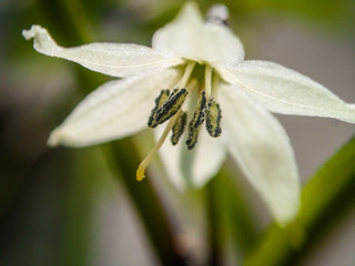 flower of a serrano chile in mexico