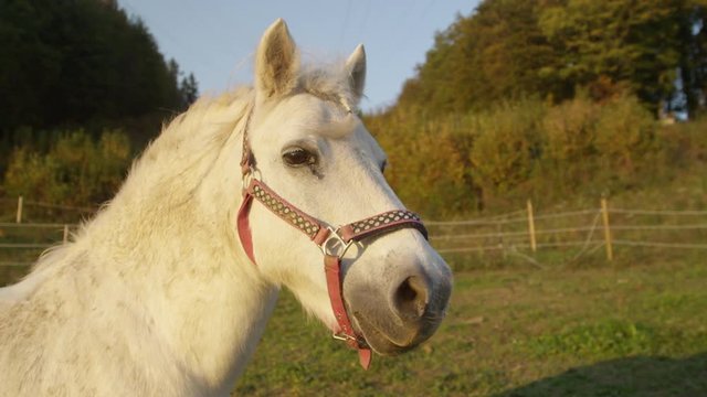 Slow motion, portrait cute young horse looking around the calm countryside at sunrise