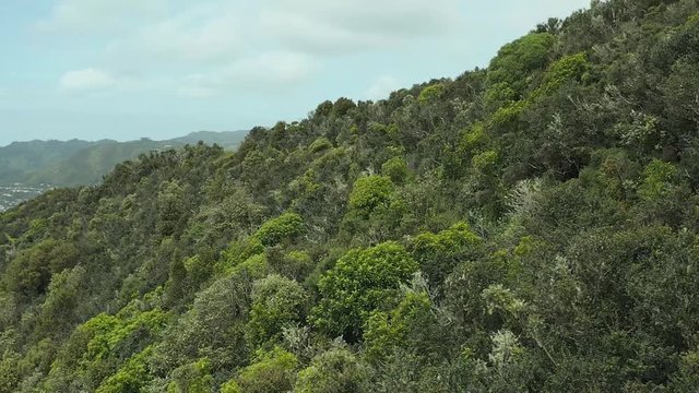 Aerial View, New Zealand Bush, Wood Pigeon Flying From Tree In Slow Motion