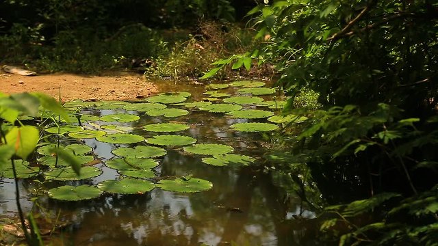 Naturaleza, lagunas, lagos, paisajes, flores, mariposas, vegetacion, plantas