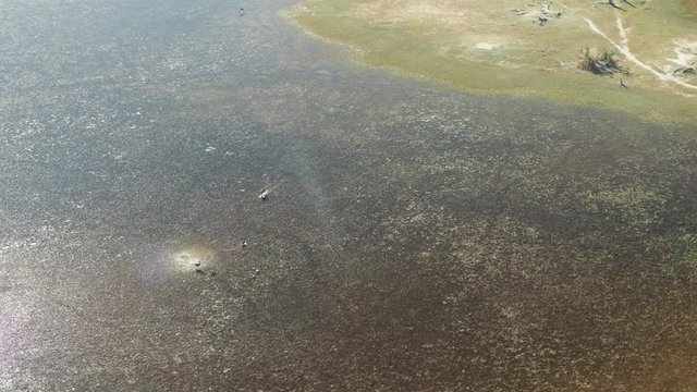 Wildlife aerial Okavango Delta Botswana Africa