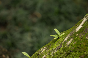 Leaves on the tree