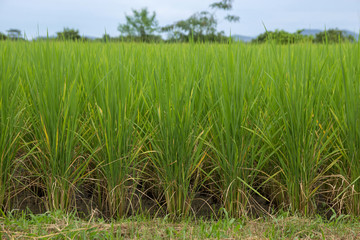 Fototapeta premium rice seedlings growing in the field