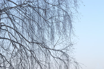 Obraz premium Cienkie gałęzie brzozy na tle błękitnego nieba. Tło. Zimowy. Gałęzie brzozy są bez liści.