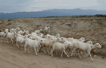 Sheep flock walking along dusty road in desert