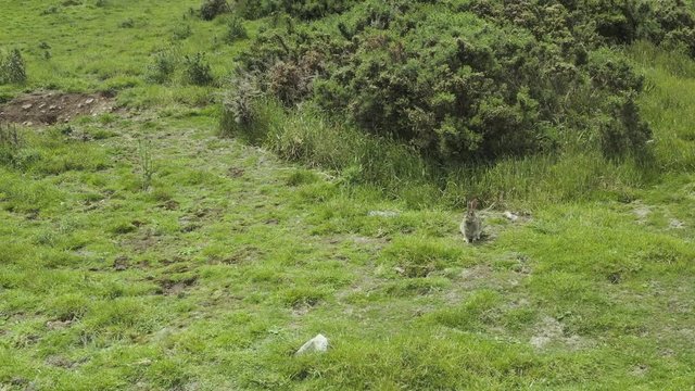 Invasive rabbit species in New Zealand, population control ineffective as they continue destroying the environment.