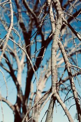 Winter tree dry