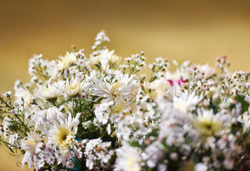 Bouquet chrysanthemum flowers / beautiful of white chrysanthemum flowers decorate in vase on wall background