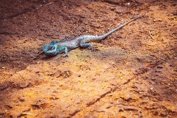 A lizard lying on the sidewalk., Chameleon lying on the sidewalk.