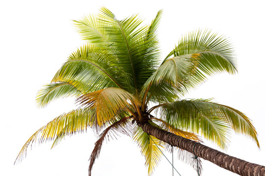 Coconut palm trees on white background