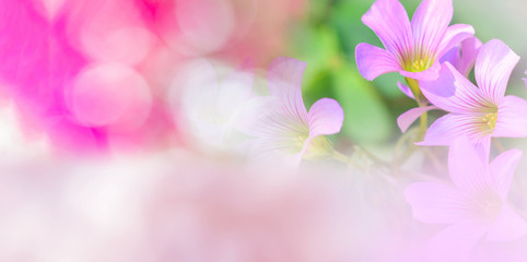 Nature pink background banner abstract pink and green blur bokeh background summer bright day