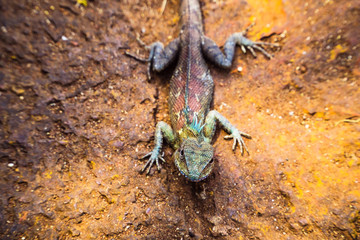 A lizard lying on the sidewalk, Chameleon lying on the sidewalk