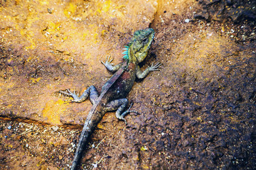 Top view of Chameleon crawls on a brown stone floor, Chameleon lying on a sidewalk.