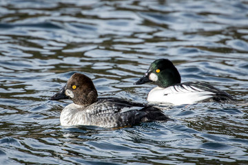 Barrows goldeneye couple in water.