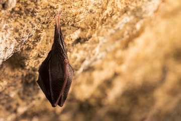 Obraz premium Close up small sleeping horseshoe bat covered by wings, hanging upside down on top of cold natural rock cave while hibernating. Creative wildlife photography. Creatively illuminated blurry background.