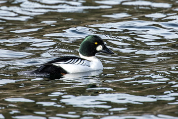 Pretty barrows goldeneye in water.