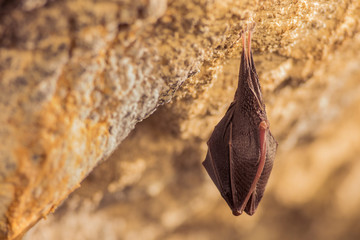 Close up small sleeping horseshoe bat covered by wings, hanging upside down on top of cold natural rock cave while hibernating. Creative wildlife photography. Creatively illuminated blurry background.