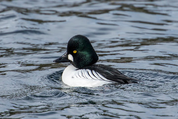 Barrows goldeneye in a lake.