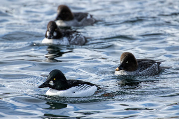 Flock of barrows goldeneyes in the water.