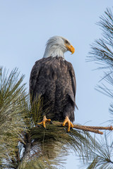 Perched eagle in tree.