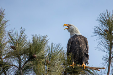 Eagle calling to another one.