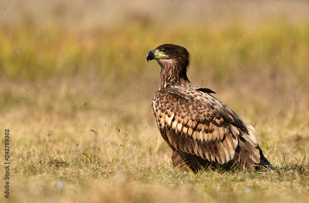 Wall mural White tailed eagle (Haliaeetus albicilla)