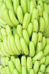 Green bunches of Cavendish banana