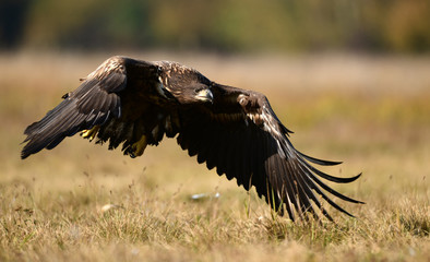 White tailed eagle (Haliaeetus albicilla)