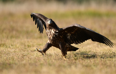 White tailed eagle (Haliaeetus albicilla)