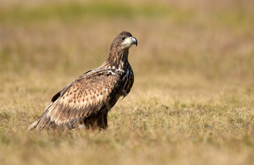White tailed eagle (Haliaeetus albicilla)
