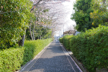 桜の咲く散歩道