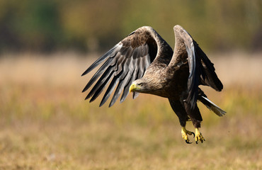 White tailed eagle (Haliaeetus albicilla)