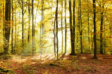 Autumn morning in the forest