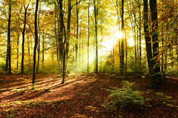 Obraz premium Autumn morning in the forest