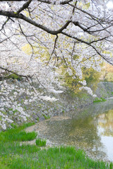 郡山城跡公園の桜