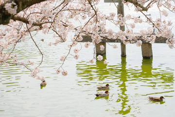 Naklejka premium 橿原神宮の桜と鴨